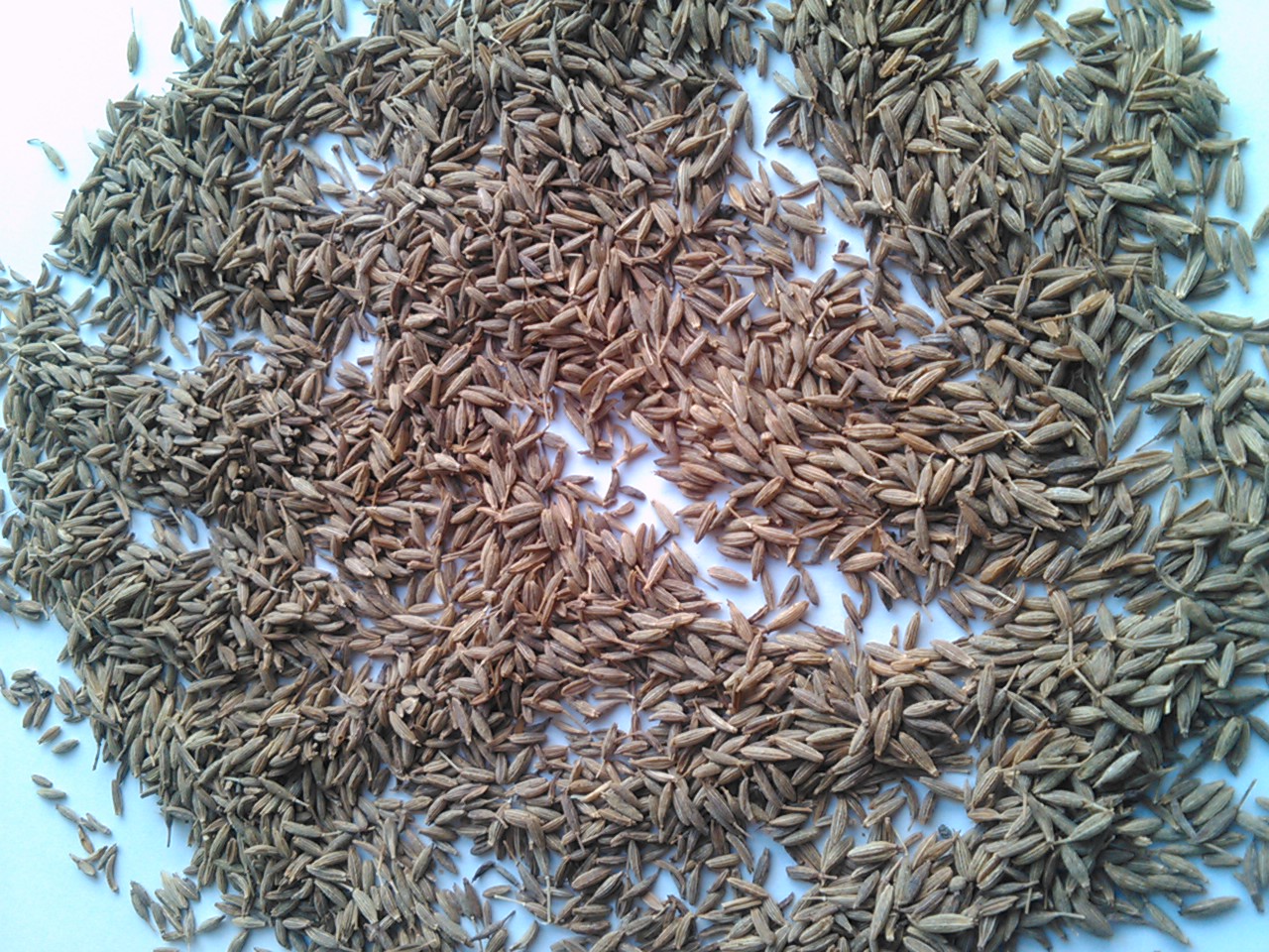 Cumin Seeds Singapore 99% Purity